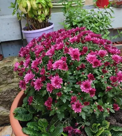 Lilla Nuremberg